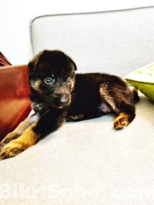 German Shepherd Puppy's